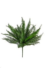 Mini Boston Fern Bush - 38cm by Foliages | Souqify