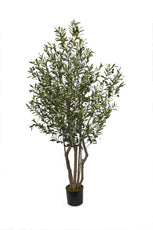 Olive Tree - 180cm by Foliages | Souqify