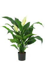 Peace Lily - 70cm by Foliages | Souqify