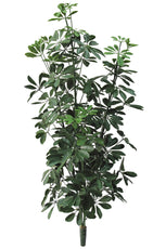 Pittosporum Bush - 107cm by Foliages | Souqify