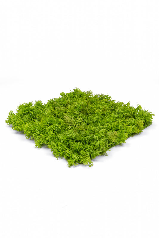 Reindeer Mat, Green - 25cm x 25cm by Foliages | Souqify