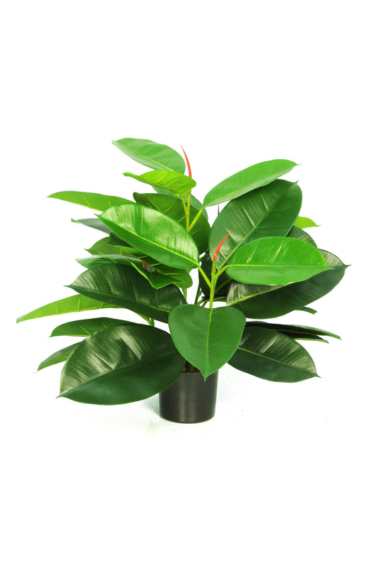 Rubber Plant - 51cm by Foliages | Souqify