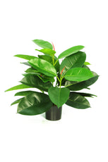 Rubber Plant - 51cm by Foliages | Souqify