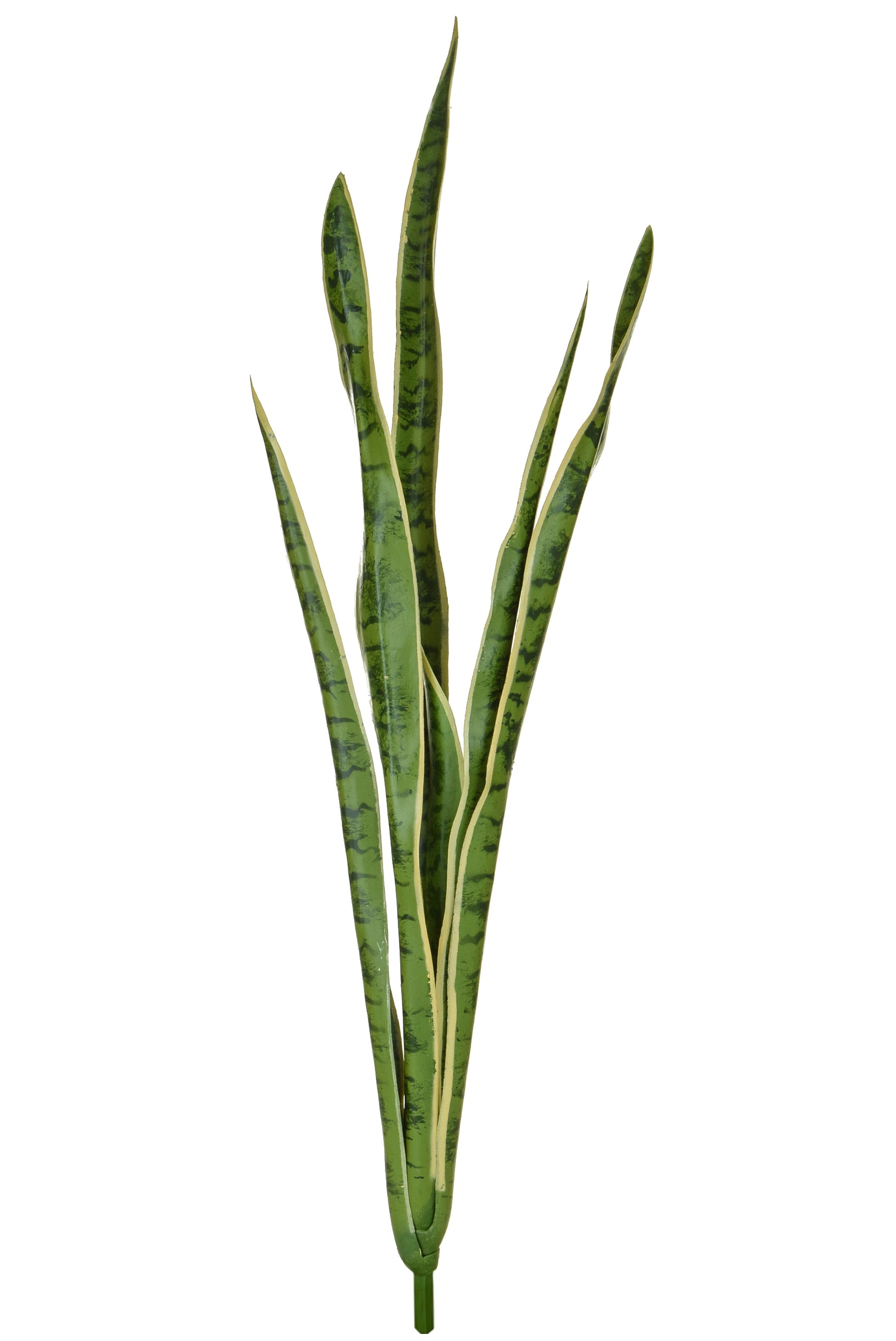 Snake Plant, Variegated - 107cm by Foliages | Souqify