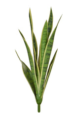 Snake Plant, Variegated - 62cm by Foliages | Souqify