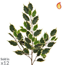 Foliage Ficus Exotica Var 55lvs 75cm FR-S1