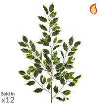 Foliage Ficus Exotica Var 101lvs 100cm FR-S1