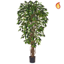 NTT Ficus Liana Green 120cm FR-S1