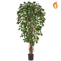 NTT Ficus Liana Green 150cm FR-S1