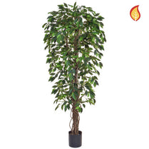 NTT Ficus Liana Green 180cm FR-S1