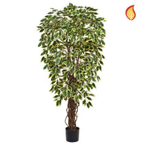 NTT Ficus Liana Variegated 120cm FR-S1