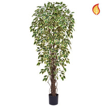 NTT Ficus Liana Variegated 180cm FR-S1