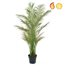 Palm Areca 180cm FR UV-S2