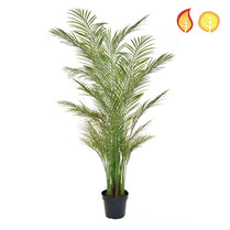 Palm Areca 210cm FR UV-S2