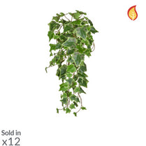 I & T Ivy Trailing Variegated 55cm FR-S2