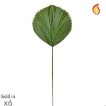 Foliage Licuala Grandis Palm 105cm FR-S1