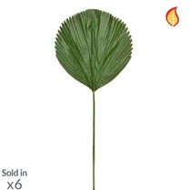 Foliage Licuala Grandis Palm 170cm FR-S1