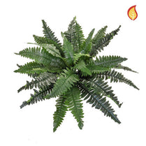 Plants Boston Fern Med 35x70cm FR-S2