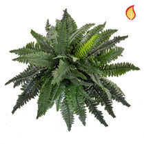 Plants Boston Fern Lrg 50x80cm FR-S2