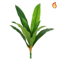 Plants Bird Nest Fern 50cm FR-S1