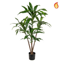 NTT Dracaena 60cm FR-S1