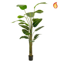 Plants Bird of Paradise 240cm FR-S3