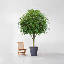 NTT Ficus Exotica 300cm FR-S1