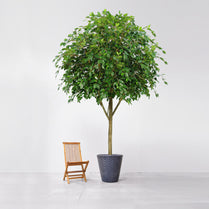 NTT Ficus Exotica 400cm FR-S1