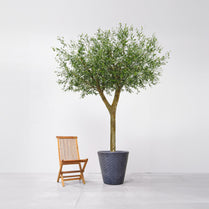 NTT Olive Tree 300cm FR-S1