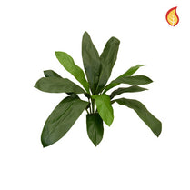 Foliage Cordyline Green 88cm FR-S1