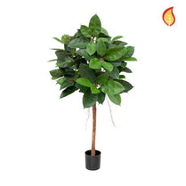 NTT Ficus Elastica Ball Tree 90cm FR-S1