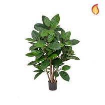 NTT Ficus Elastica Multi Tree 60cm FR-S1