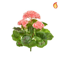 Plants Flowering Geranium Peach/White 23cm FR-S1