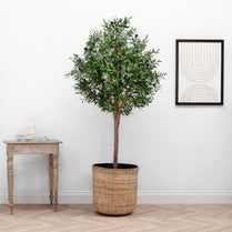 NTT Natural Trunk Olive tree 210cm FR