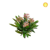 Plants Pink Flowering Plant 25cm UV