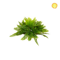 Plants Boston Fern  23cm UV