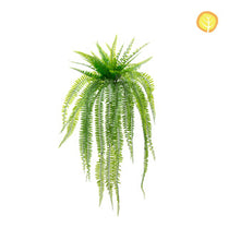 Plants Boston Fern 65cm UV