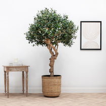 NTT Natural Coffee Stem Olive Tree 200cm FR