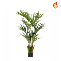 NTT Palm Kentia 150cm FR-S10