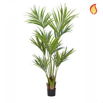 NTT Palm Kentia 180cm FR-S10