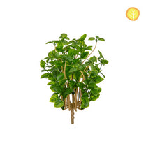 Plants Basil 23cm UV S13