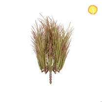 Plants Acorus 30cm UV S13