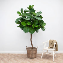 NTT Natural Trunk Fiddle Tree 220cm FR