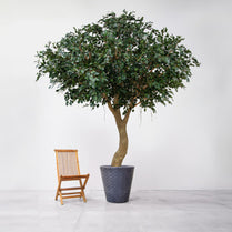 NTT Ficus Exotica 350cm FR-S1