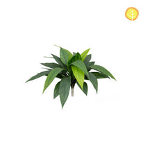 Plants Dracaena HL 45cm UV