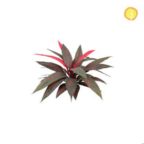 Plants Dracaena Red Green HL 45cm UV