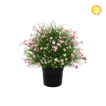 Plants Baby's Breath Red Pink Mix in Pot HL 47cm UV