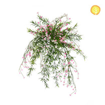 I & T Baby's Breath Pink White Mix HL 42cm UV