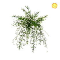 I & T Baby's Breath White Mix HL 42cm UV