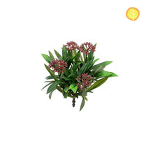 Plants Flowering Plant Burgundy HL 25cm UV